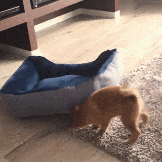cuteanimalland giphyupload GIF