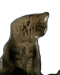 I See You Gattino Sticker by Teo KayKay