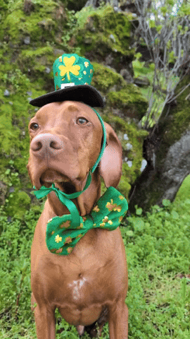 mydogmendo  GIF