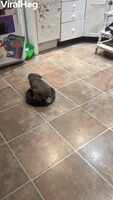 Rabbit Rides Around on Robot Vacuum