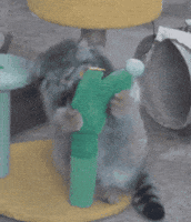 DailyMantle3 cactus cute cat pallas pallas cat GIF