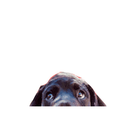 Black Lab Puppy Sticker by Taylor Starcher