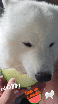 Summer Dogs GIF