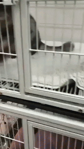 cuteanimalland giphyupload GIF