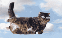 cat GIF by The .GIFYS