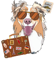 Travel Ace Sticker