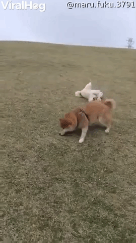 Silly Dogs Slide Down Grassy Hill