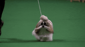 Eugene Levy Dogs GIF by Coolidge Corner Theatre