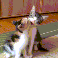 cats love GIF