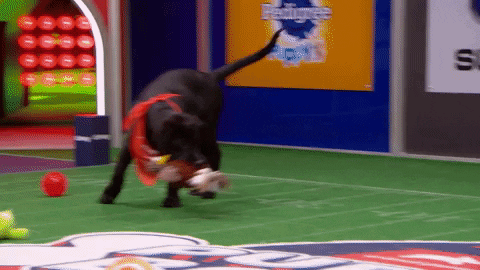 Animal Planet GIF by Puppy Bowl
