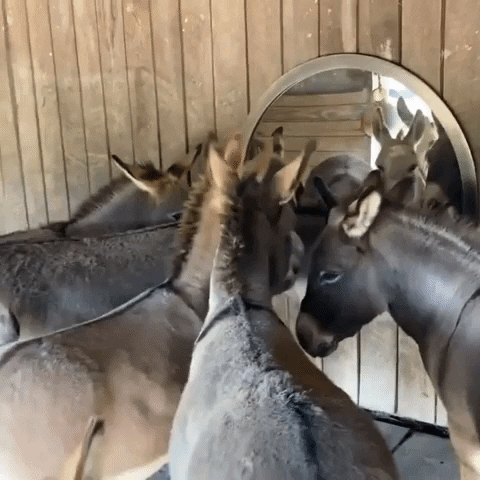 Mirror Funny Animals GIF by Storyful