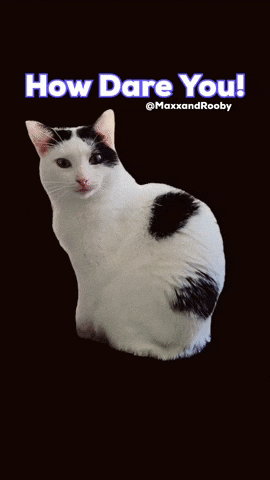 How Dare You Cat GIF