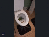 'It's Huge': Florida Man Finds Iguana in Toilet