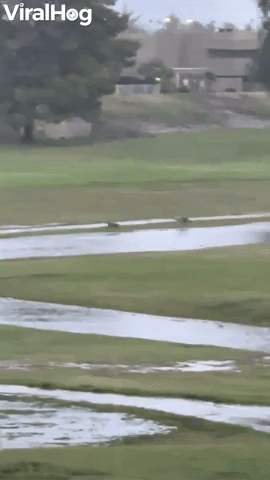 Coyotes Frolic on Flooded Golf Course