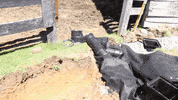 Grading John Deere GIF by JC Property Professionals