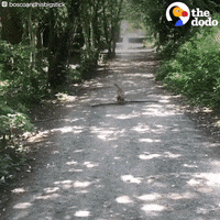 Dog Cute Dogs GIF by The Dodo