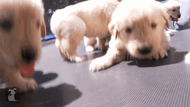 rave puppies GIF