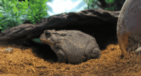 WildlifeWonders giphygifmaker GIF