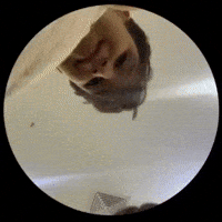 Kwak Dong Yeon GIF