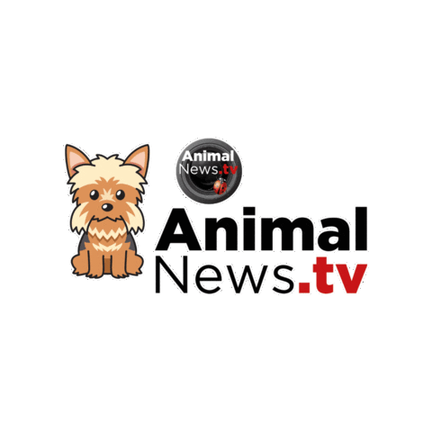Dog Love Sticker by AnimalNewstTV