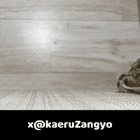 Frog GIF