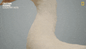 Bird Reaction GIF by Nat Geo Wild