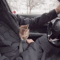 Cat Driving GIF
