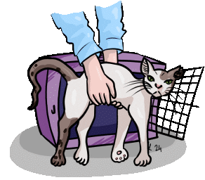 Cat Sticker