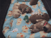 sweet dream GIF