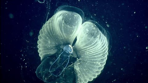 KPCC giphyupload science environment monterey bay GIF