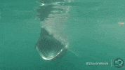 Oh My God Yes GIF by Shark Week