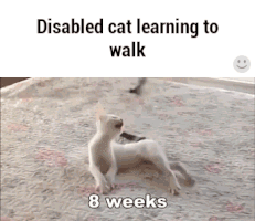 disabled GIF