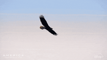 Fly America GIF by Nat Geo Wild