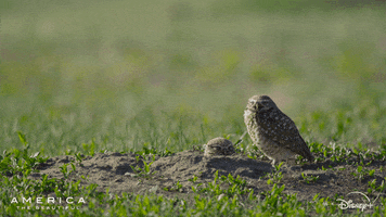America Yawn GIF by Nat Geo Wild