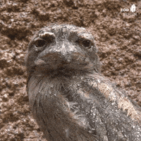 Serious Rainy Day GIF by Zoo Berlin
