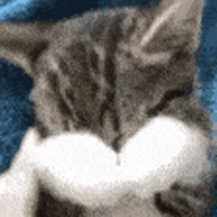 Oh No Shy Cat GIF
