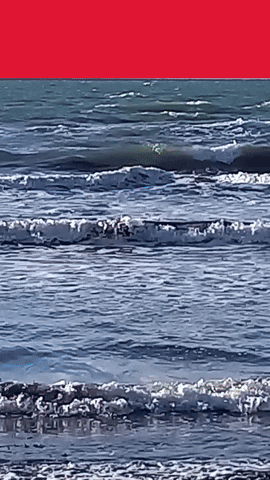 Simongip giphyupload GIF