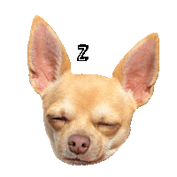 gizmo_uk dog animal night tired Sticker