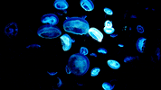 Promegagmbh  GIF
