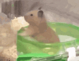 Video gif. A confused hamster stands up in his wheel as gravity slowly rotates him around. 