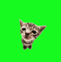 Cat Spinning GIF