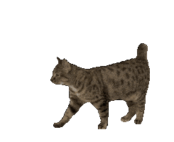 Cat Sticker by De Graafschap Dierenartsen