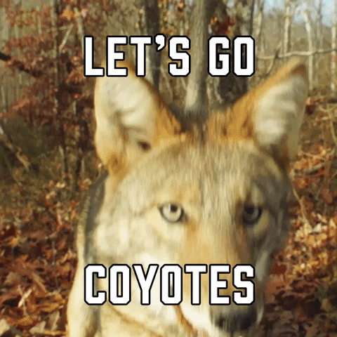 Phoenix Coyotes Sport GIF by Sealed With A GIF