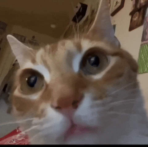 Kitten Staring GIF