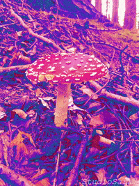 Autumn Mushroom GIF
