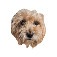Dog Puppy Sticker