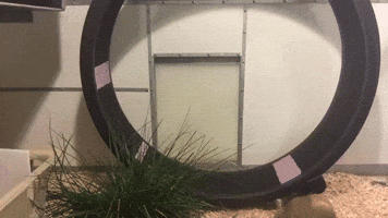 Elderly Armadillo Goes for Spin on Exercise Wheel