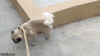 front legs GIF