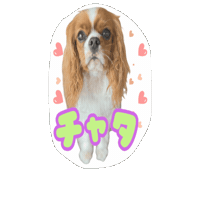 Cavalierkingcharlesspaniel Sticker