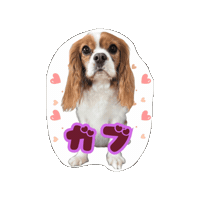 Cavalierkingcharlesspaniel Sticker